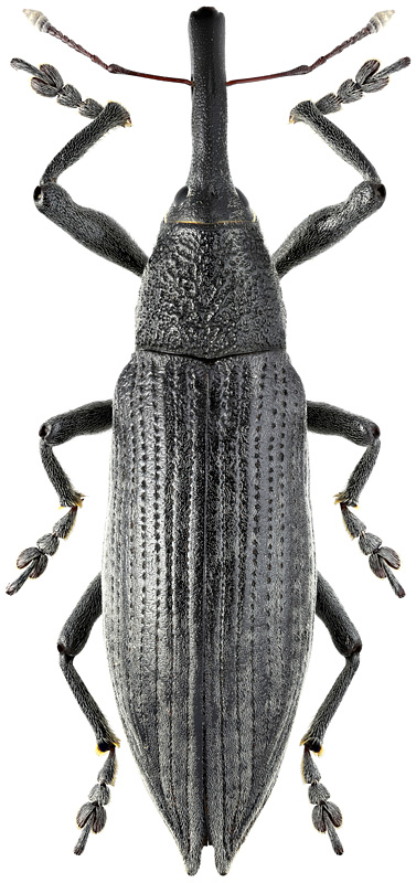 Lixus divaricatus Motsch., 1860