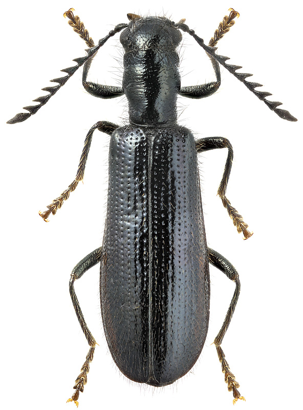 Tillus elongatus (L., 1758 )