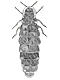 Firefly beetles (Lampyridae)