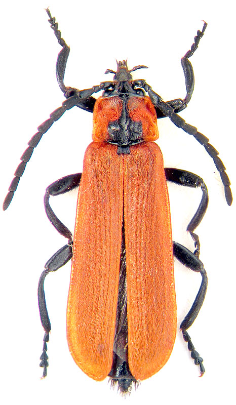 Lygistopterus sanguineus Linnaeus