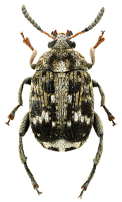 Bruchidae: Bruchus pisorum (Linnaeus, 1758)