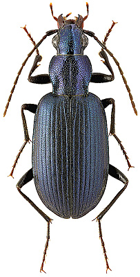 Carabidae: Chlaenius semicyaneus Solsky, 1874
