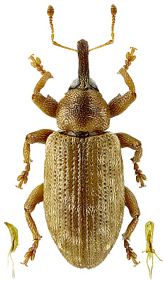 Curculionidae: Dorytomus mishka Korotyaev, 1976