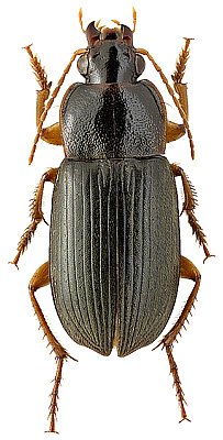 Carabidae: Parophonus (Ophonomimus) hirsutulus (Dejean, 1829)