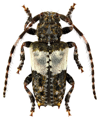 Cerambycidae: Pogonocherus hispidulus (Piller et Mitterpacher, 1783)