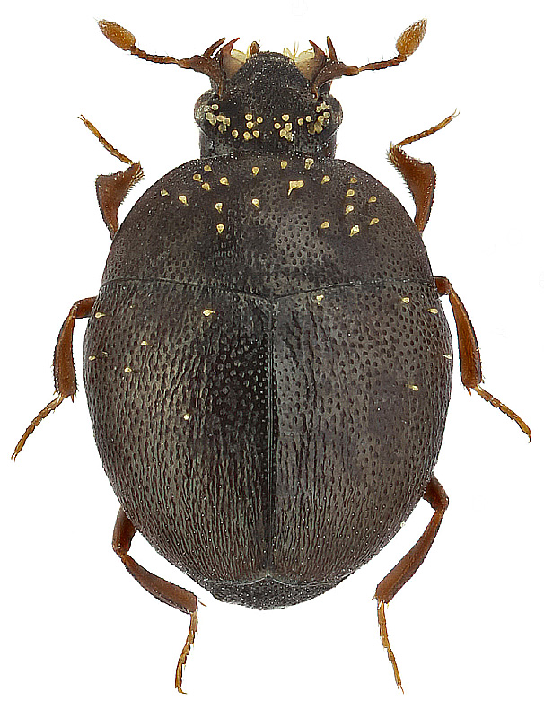 Chaetabraeus globulus (Creutz.)
