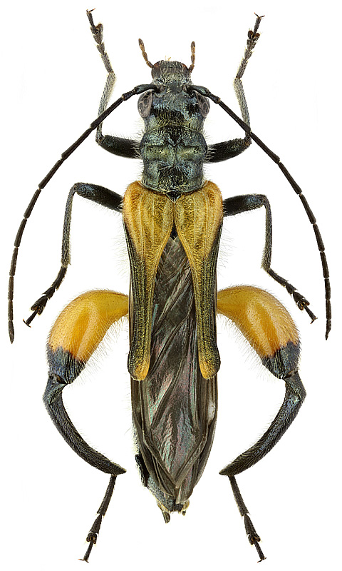 Oedemera brevipennis Gglb.