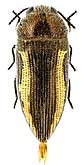 Buprestidae: Acmaeodera flavolineata Cast. & Gory