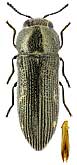 Buprestidae: Acmaeodera truquii