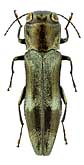 Buprestidae: Agrilus gussakovskiji Alexeev