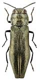 Buprestidae: Agrilus sibiricus sibiricus Obenb.