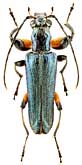 Oedemeridae: Anogcodes difformis (Mars.)