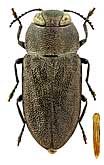 Buprestidae: Anthaxia corinthia Reiche & Saulcy, 1856