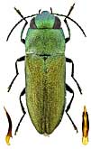 Buprestidae: Anthaxia mundula Ksw.