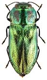 Buprestidae: Anthaxia podolica Mnnh.