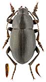 Tenebrionidae: Bioramix (Platynoscelis) pamirensis Bates, 1879