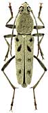 Cerambycidae: Chlorophorus faldermanni (Fald.)