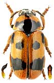 Chrysomelidae: Clytra atraphaxidis (Pall.)
