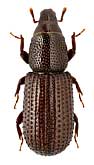 Curculionidae: Hexarthrum exiguum (Boheman, 1838)