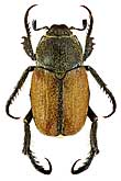 Scarabaeidae: Hoplia hauseri Rtt.