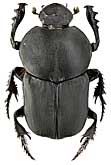 Scarabaeidae: Onitis damoetas Steven, 1806