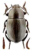 Tenebrionidae: Oodescelis (Spinoodescelis) acuta Kaszab