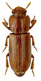 Tenebrionidae: Phtora quadricollis (Rtt.)