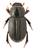 Scarabaeidae: Aegialia (Psammoporus) sabuleti (Panzer, 1797)