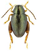 Chrysomelidae: Psylliodes cucullatus (Illiger)