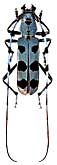 Cerambycidae: Rosalia batesi Harold
