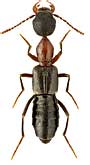 Staphylinidae: Rugilus angustatus (Geoffroy, 1785)