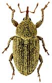 Curculionidae: Tychius winkleri (Franz)