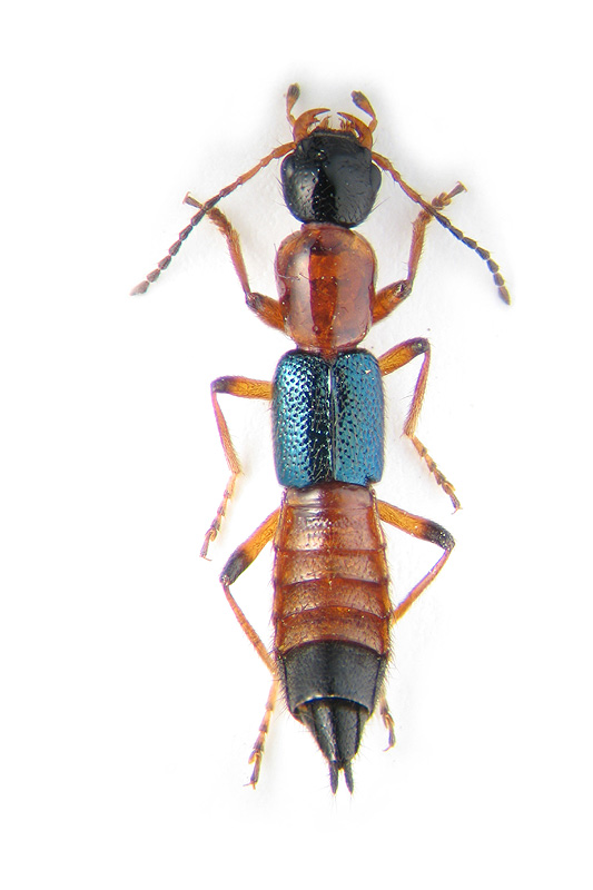 Paederus riparius