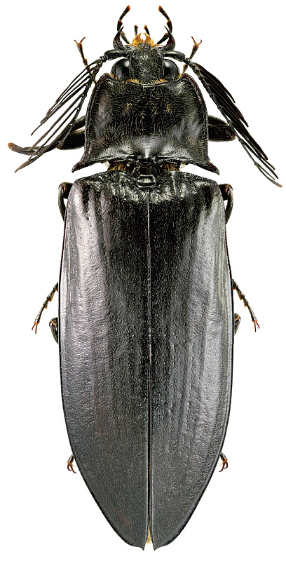 Oxynopterus (Megalorhipis) niger Candèze, 1897