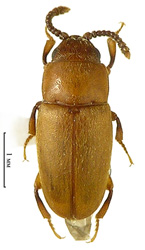 Antherophagus canescens (Grouvelle, 1916) <br> (Cryptophagidae)