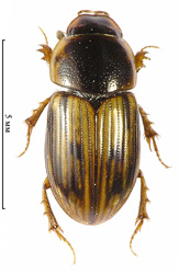 Aphodius (Chilothorax) sticticus (Panzer, 1798)  <br> (Scarabaeidae)
