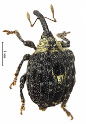 Cionus tuberculosus (Scopoli, 1763) <br> (Curculionidae)