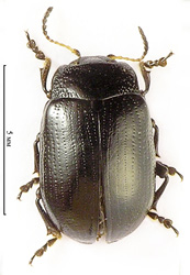 Gonioctena viminalis (Linnaeus, 1758)  <br> (Chrysomelidae)