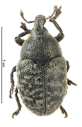 Larinus obtusus (Gyllenhal, 1836) <br> (Curculionidae)