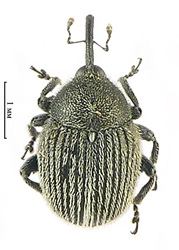 Miarus graminis (Gyllenhal, 1813) <br> (Curculionidae)