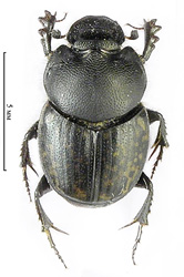 Onthophagus nuchicornis (Linnaeus, 1758)  <br> (Scarabaeidae)