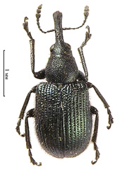 Temnocerus germanicus (Herbst, 1797)  <br> (Rhynchitidae)