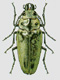Trictenotomid beetles (Trictenotomidae)
