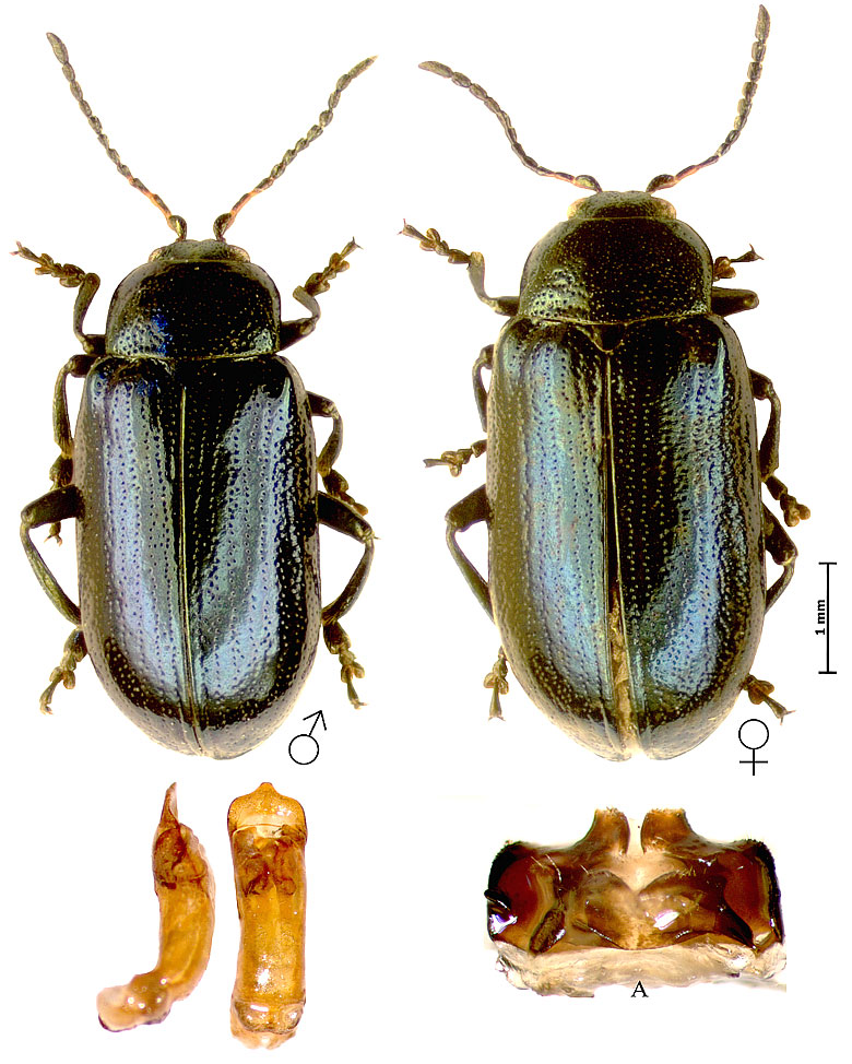 Phratora (Chaetoceroides) vulgatissima (Linnaeus, 1758)