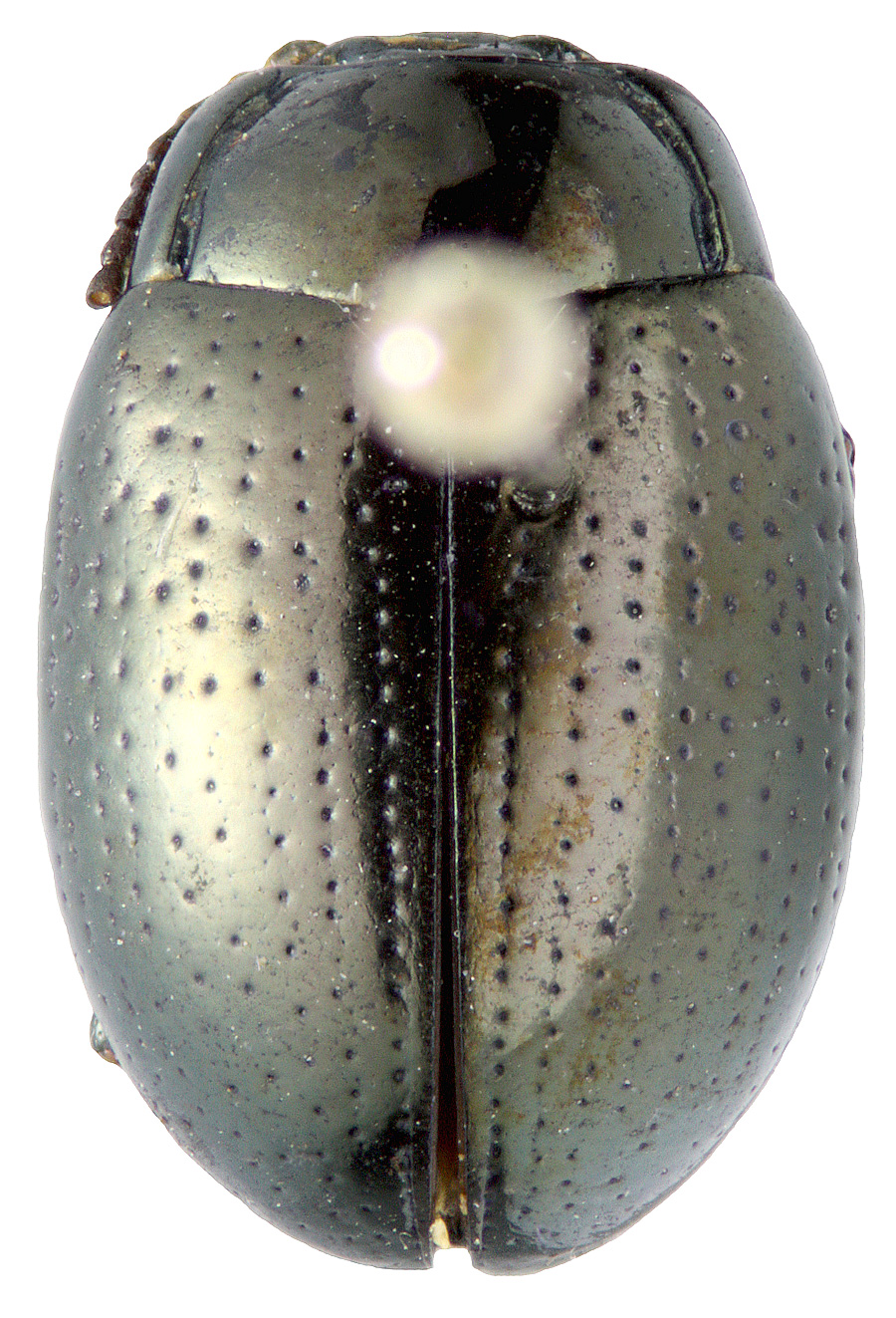 Chrysolina oricalcia (Muller, 1776)