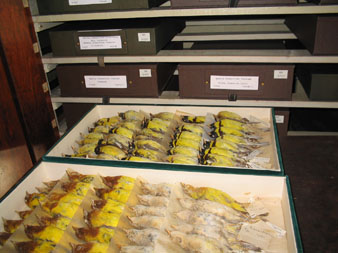 Collection of the Department.