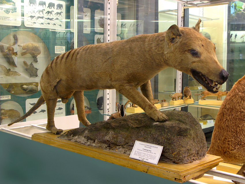 http://www.zin.ru/museum/assets/i/expo/mammals/volk.png