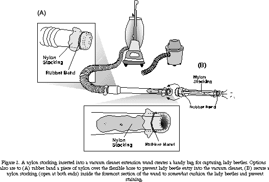 Vaccuming asian lady beetles
