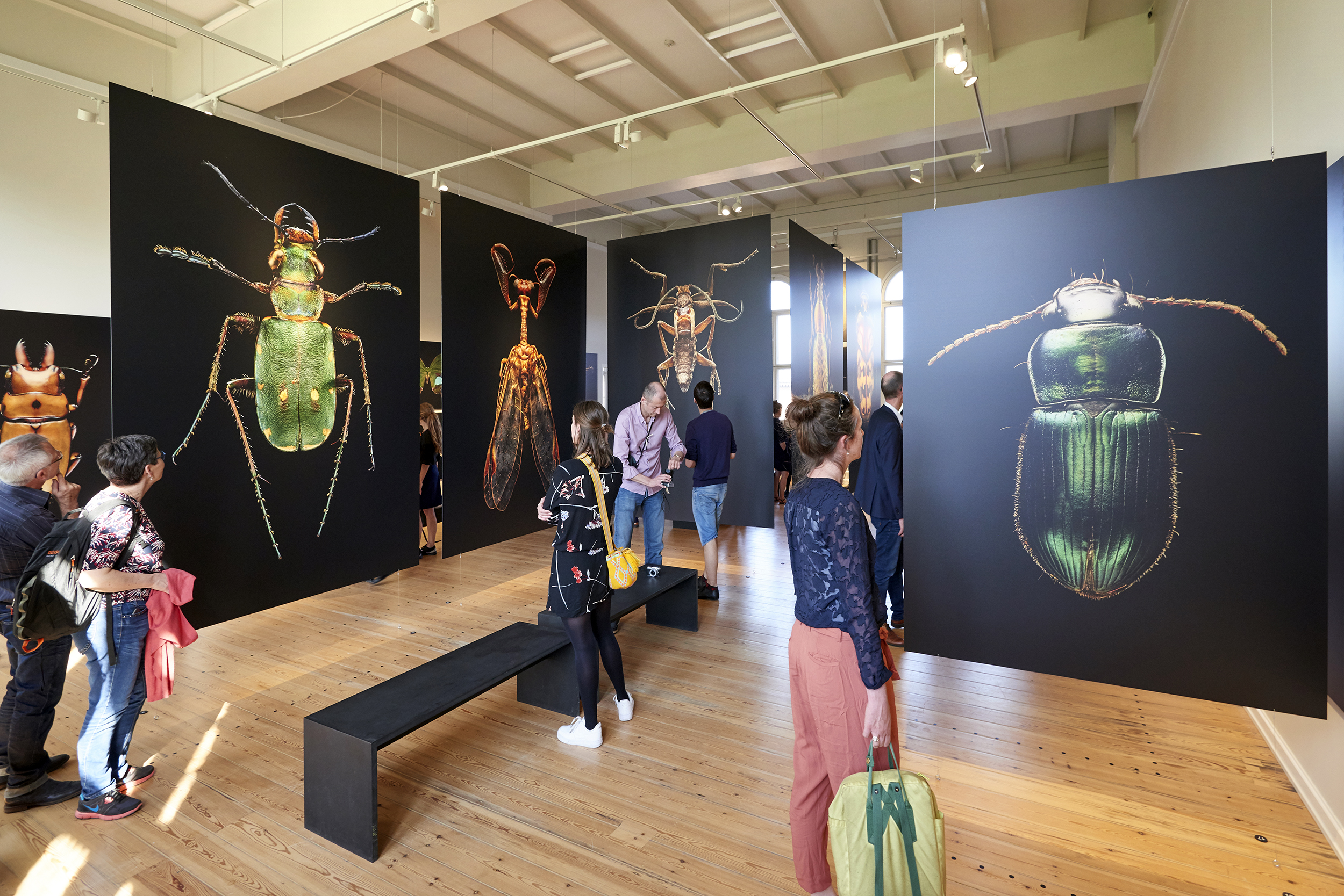 Самые крупные выставки. Музей насекомых. Выставка насекомых. Идеи для выставки.