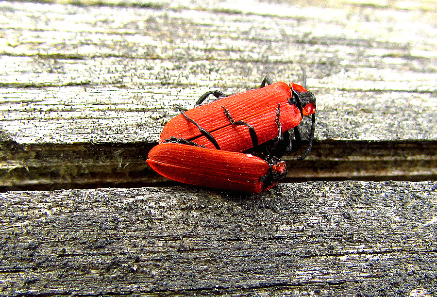 Lygistopterus sanguineus (Linnaeus, 1758)